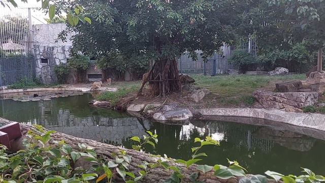 Вьетнам Остров Винперл - Зоопарк. Винперл это самый большой остров, находящийся в акватории Нячанга смотреть онлайн