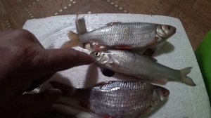 Как отличить ельца  от  плотвы