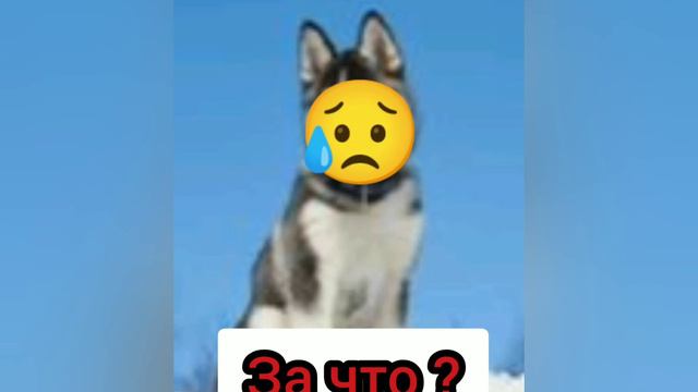 Приключения на даче смотреть онлайн