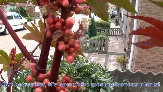 Ricinus communis смотреть онлайн