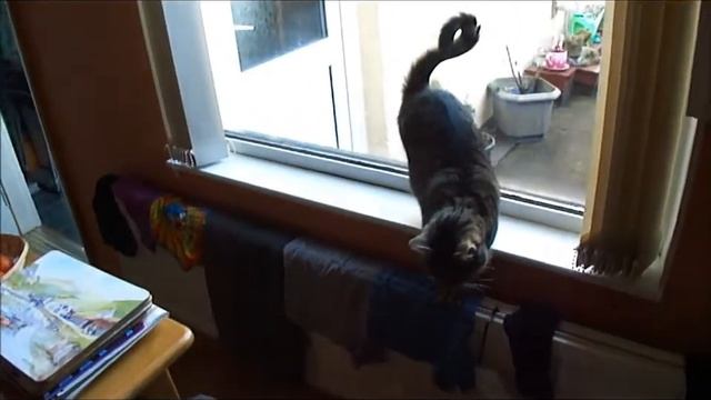 Tavi Watching the Garden and the Birds, (HD) 09/01/2013 смотреть онлайн