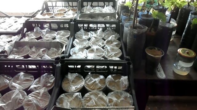 Виноградная селекция ч 1 (Панченко) смотреть онлайн