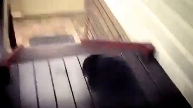 Собака очень смешно поднимается по лестнице.mp4 смотреть онлайн