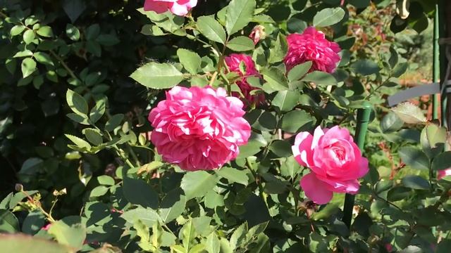 Готовим с Удовольствием