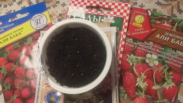 Выращивание земляники из семян. Надежный и легкий способ, без стратификации. смотреть онлайн