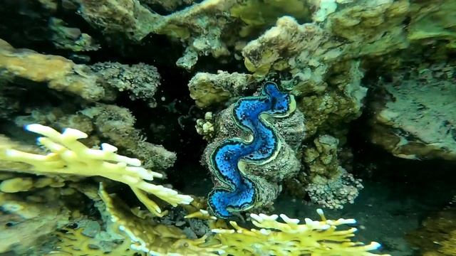 Подводный Мир Красного моря Египта [ Nature and Fish of the Red Sea of Egypt Sharm El Sheikh ] смотреть онлайн