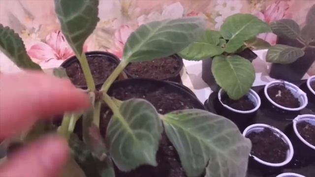 В каком случае глоксинию надо обрезать смотреть онлайн