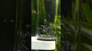 Икра стурисомы в инкубаторе