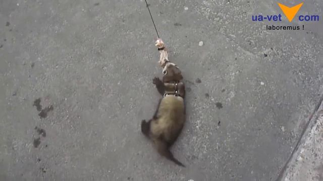 Веселый Хорек смотреть онлайн