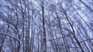 КАК СЕГОДНЯ НАЙТИ ЛОСЯ ?