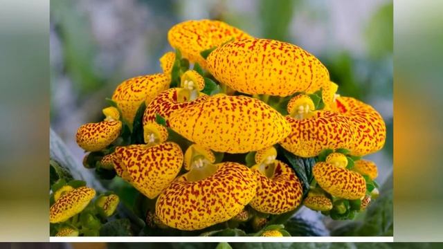 КАЛЬЦЕОЛЯРИЯ (CALCEOLARIA) смотреть онлайн