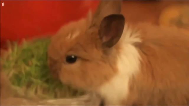 день домашних животных смотреть онлайн