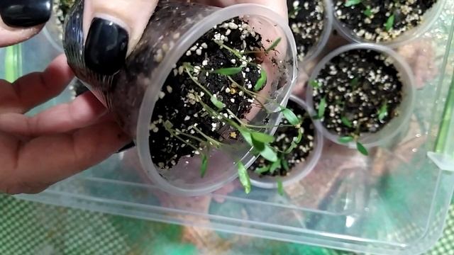 Дихондра часть 2.выращиваем из семян смотреть онлайн
