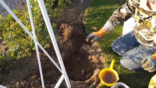 ?Весенние работы в саду. Оформляем края цветников.? Посадка лилии и ацидантеры. смотреть онлайн