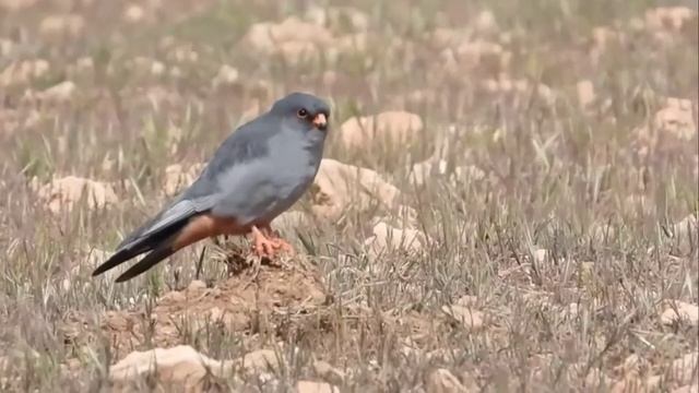 Кобчик   Falco Vespertinus