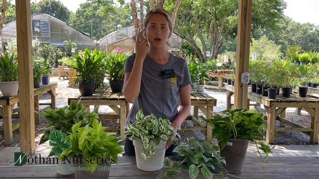 Pothos смотреть онлайн