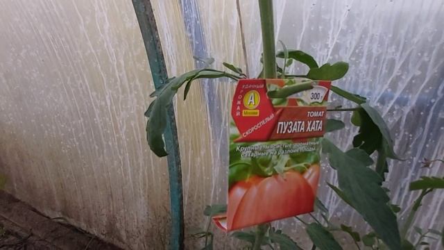 #Урожай в районе #Крайнего #Севера Западной Сибири.#Harvest in the #Far #North of Western #Siberia. смотреть онлайн