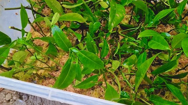 Черенки лимона из Ялты, живут в моем погребе. Как я укореняю цитрусы во мху в домашних условиях. смотреть онлайн