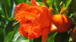 Цветущее дерево граната.