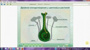 Двойное оплодотворение у цветковых растений. ОГЭ. ЕГЭ. Биология.