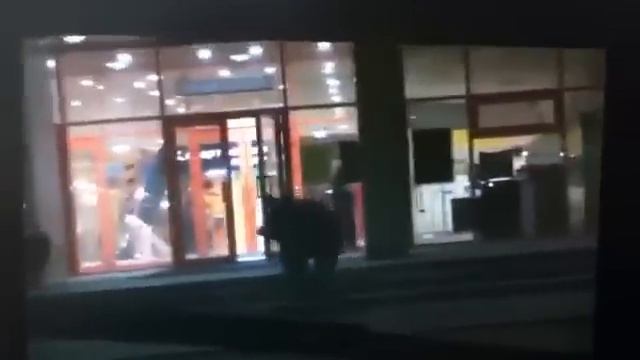 Медведь в Хабаровске в подсолнухе смотреть онлайн