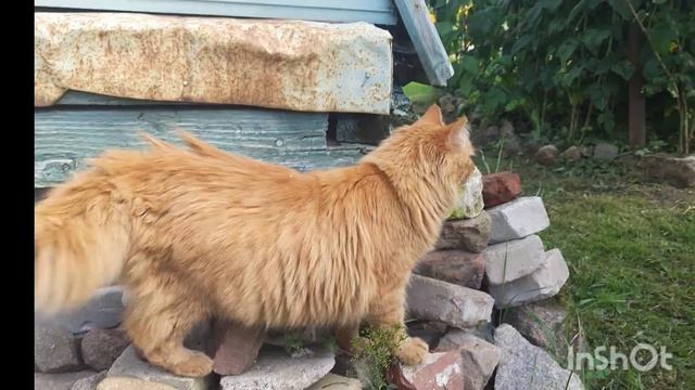 Любимая дача. Цветы в конце июля. смотреть онлайн