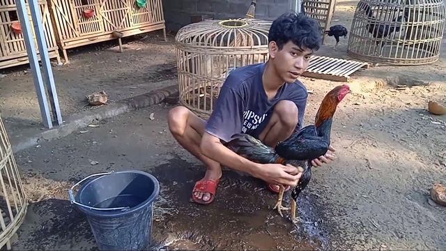 Salam Satu Hobi ! Dari Jawa Tengah, Kabupaten Purworejo, Ayam Khoyngon Super Istimewa, Siap Lepas смотреть онлайн