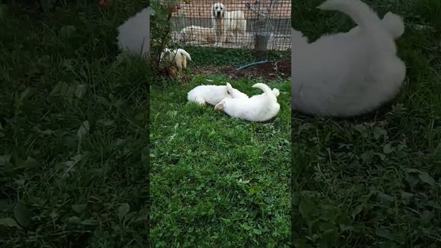 Малыши голдены гуляют каждый день смотреть онлайн
