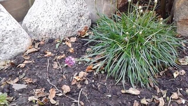 Armeria Maritima plant moving on it's own смотреть онлайн