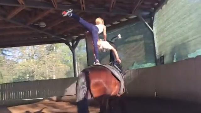 Horse for sale (Белорусской упряжной породы мерин) смотреть онлайн