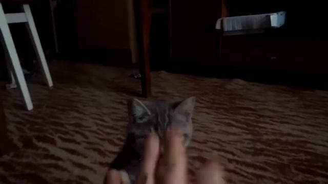 Шотландский кот, на руках сидеть не любит смотреть онлайн