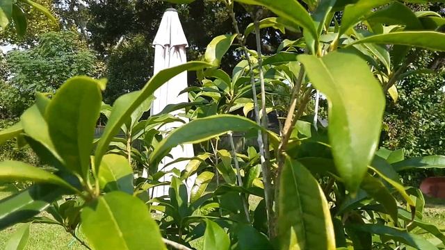 Orange Fragrant Tea Olive Shrub, Osmanthus Fragrans, (aka Sweet Olive) In A Louisiana Garden