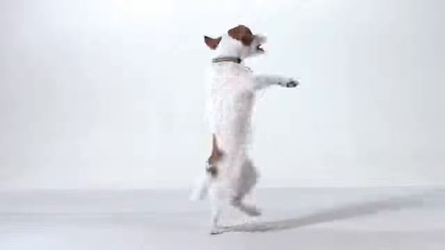 Aurikap Release 30 01 2017 смотреть онлайн