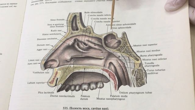 Дыхательная система. Носовая область. Наружный нос. Полость носа. Придаточные пазухи носа. смотреть онлайн