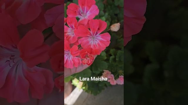 пеларгония Lara Maisha #pelargon #пеларгония смотреть онлайн