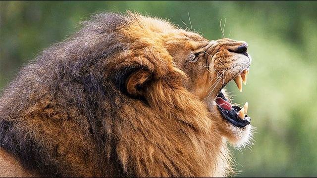 Звуки животных для детей/Рык африканского льва /Рычание льва Африканский Лев рычит смотреть онлайн