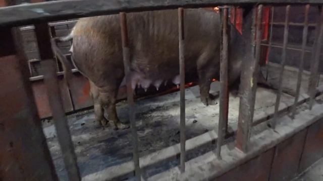 ? Сделаем свиноводство снова великим! смотреть онлайн