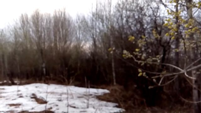 Таежная пасека.Цветение ивы(верба). смотреть онлайн