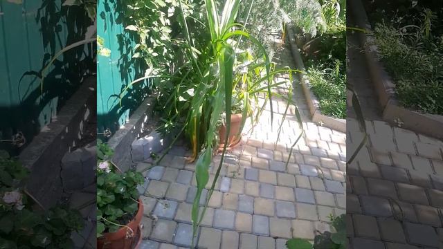 Crinum powellii кринум Пауэлла #crinum #crinumpowellii #кринум #кринумпауэлла смотреть онлайн