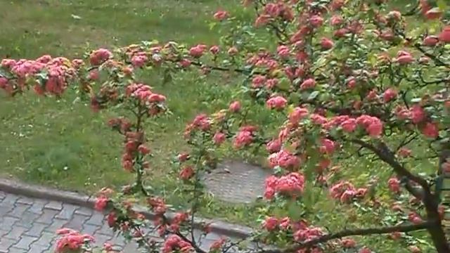 Дърво или цвете? смотреть онлайн