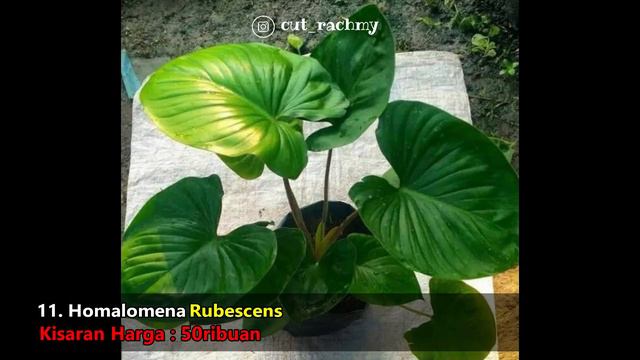 Jenis  - Jenis Tanaman Hias Homalomena Yang Populer Sedang Naik Daun Dan Update Harga Terkini