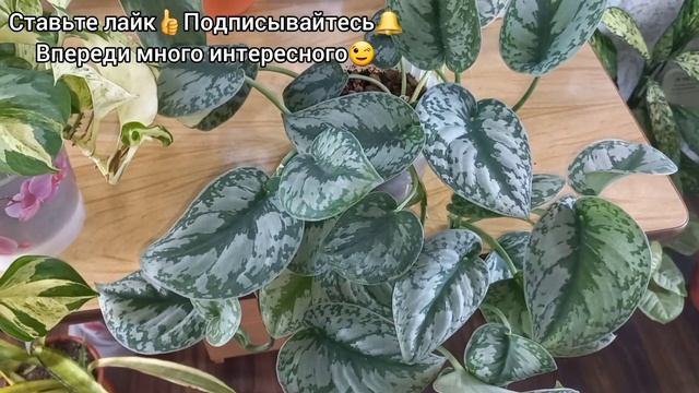 ОБЗОР и УХОД?Сциндапсус?Эпипремнумы?Сходства и отличия?Марбл Квин?Экзотика?Неон?Марбл Эппл?Хэппи ли смотреть онлайн