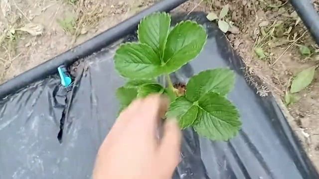 Разница между кустом клубники с плодоношением и без. Стоит ли разгонять куст после посадки? смотреть онлайн