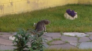 «Кошка крысоловка - находка для частного дома»