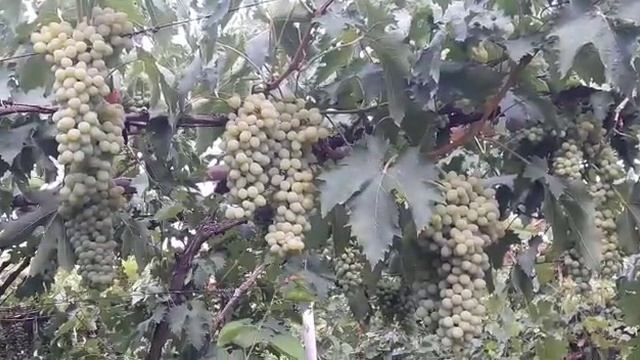 н.Нойбер 26.07.2019(1) смотреть онлайн