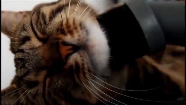 Кот, который любит пылесос. смотреть онлайн