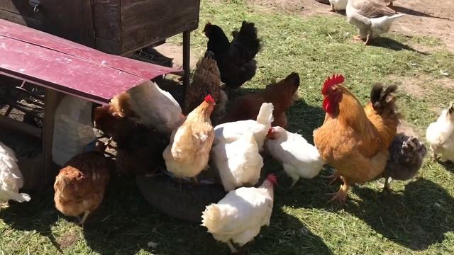 Уход за цыплятами Любимая еда кур Посадка Арахиса смотреть онлайн