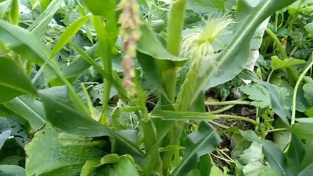 Кукуруза в Ленинградской области продолжение смотреть онлайн