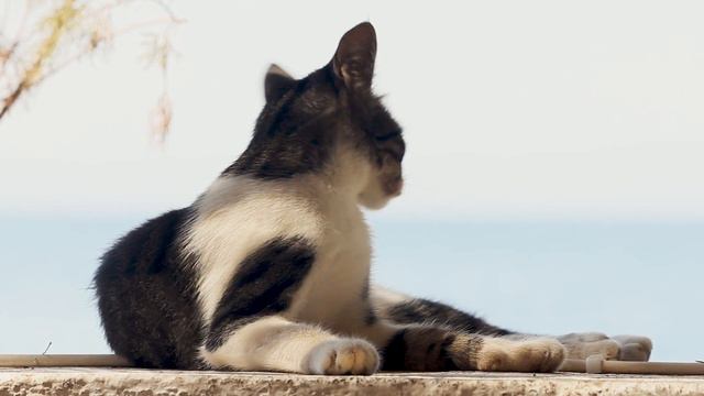 BODRUM'UN GİZLİ KOYLARINI KEŞFEDİN! | Mazı Köyü, İnceyalı, Çakıllıyalı смотреть онлайн