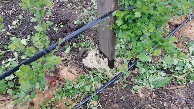 выращивание крыжовника на шпалере смотреть онлайн